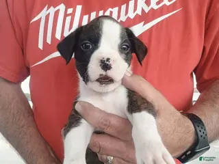 Boxer dogs for sale: Mr McSnuggles - Ad 1