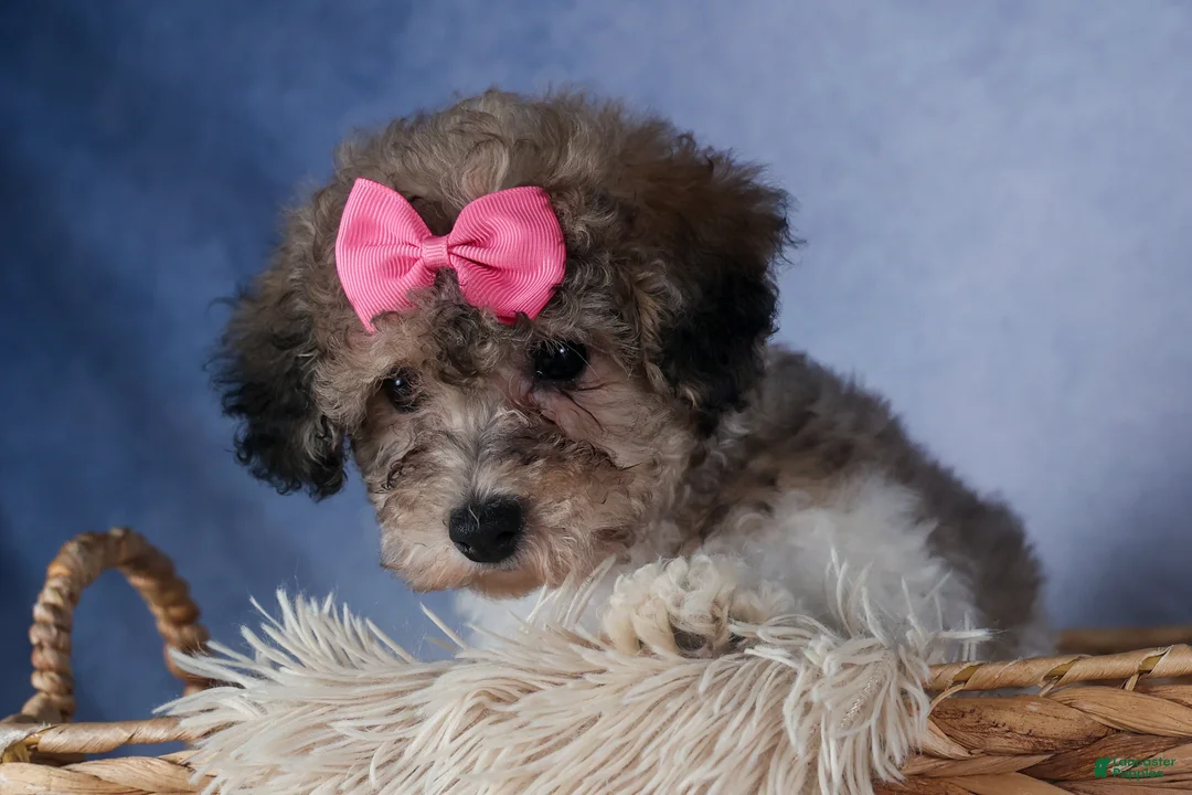 Bichpoo dogs for sale: Sweetheart - Ad 19