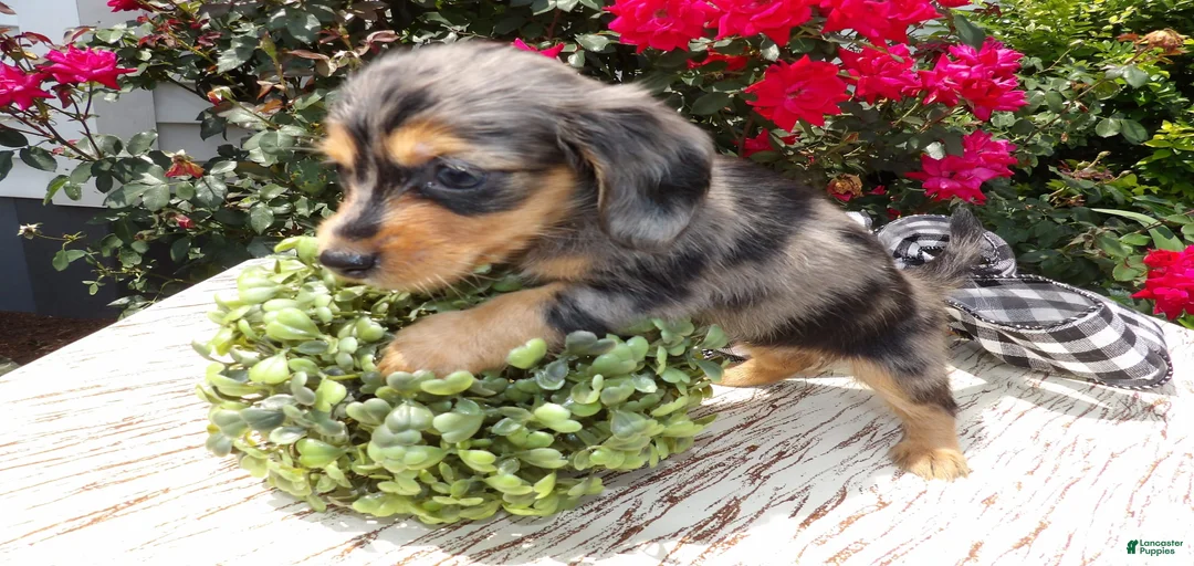 Gallery Image {{count}}