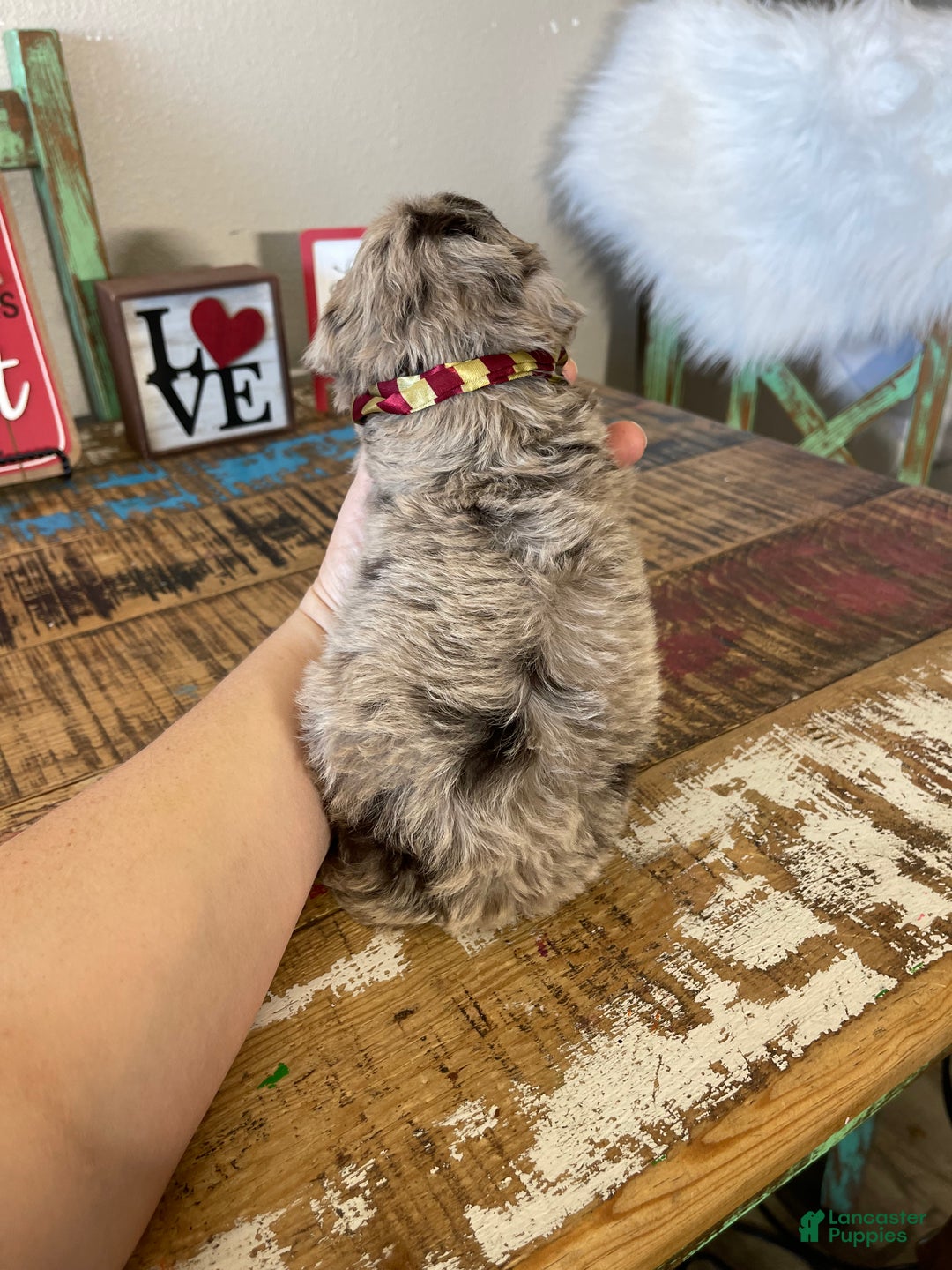 Miniature Poodle dogs for sale: Akc Chocolate Phantom Merle - Ad 6