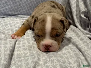 American Bully dogs for sale: American Bully Puppy 3 - Ad 3