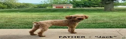 Cavapoo dogs for sale: Aspen - Ad 2