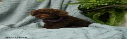 Toy Poodle dogs for sale: Gracie - Ad 3