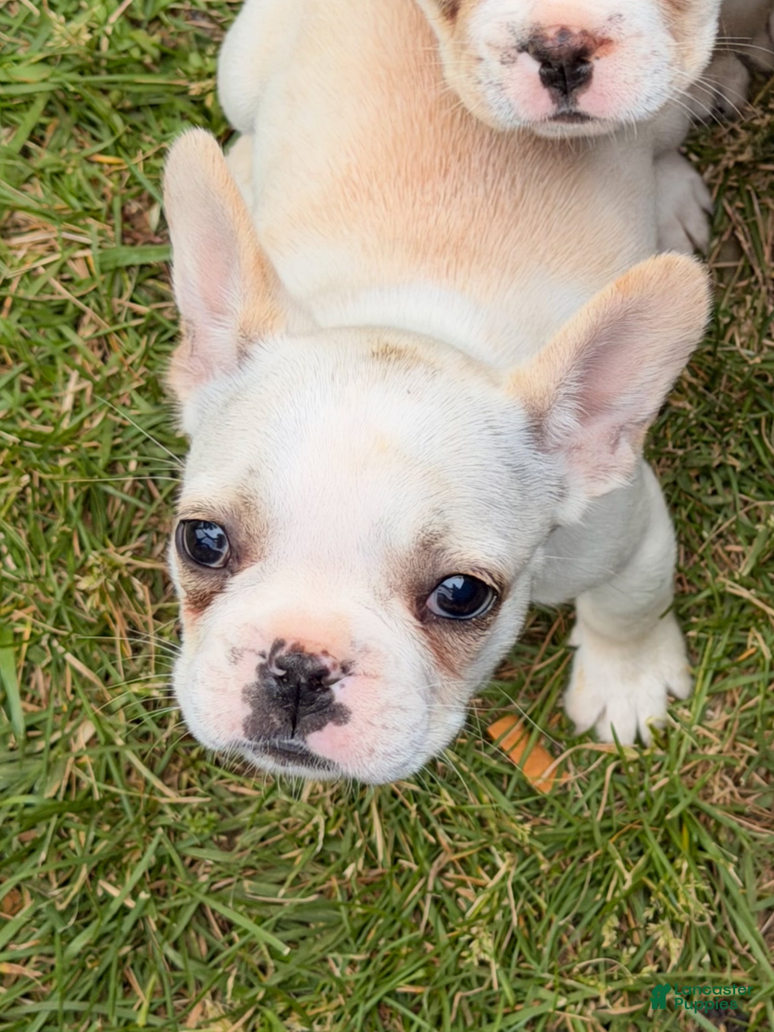 French Bulldog dogs for sale: Fire puppy number 1 - Ad 3