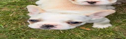 French Bulldog dogs for sale: Fire puppy number 1 - Ad 1