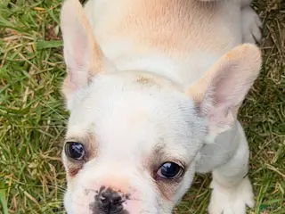 French Bulldog dogs for sale: Fire puppy number 1 - Ad 3