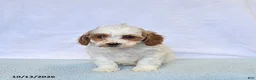 Cavapoo dogs for sale: Kiwi - Ad 3