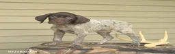 German Shorthaired Pointer dogs for sale: Diamond - Ad 4