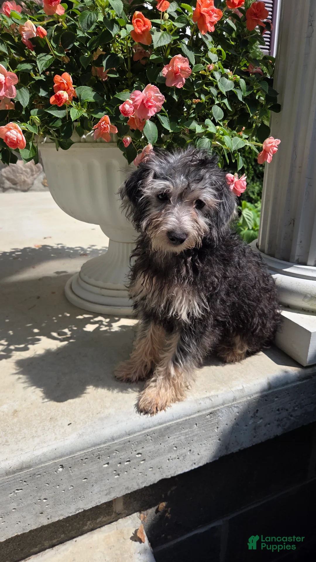 Yorkiepoo dogs for sale: Brandy - Ad 5