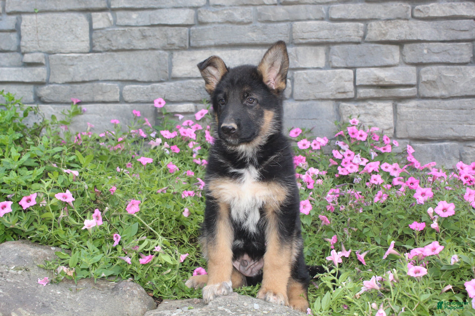 German Shepherd dogs Ace - Ad 2