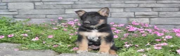 German Shepherd dogs for sale: Ace - Ad 2