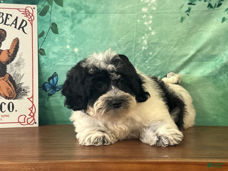 Teddy Bear dogs Willie - Ad 2