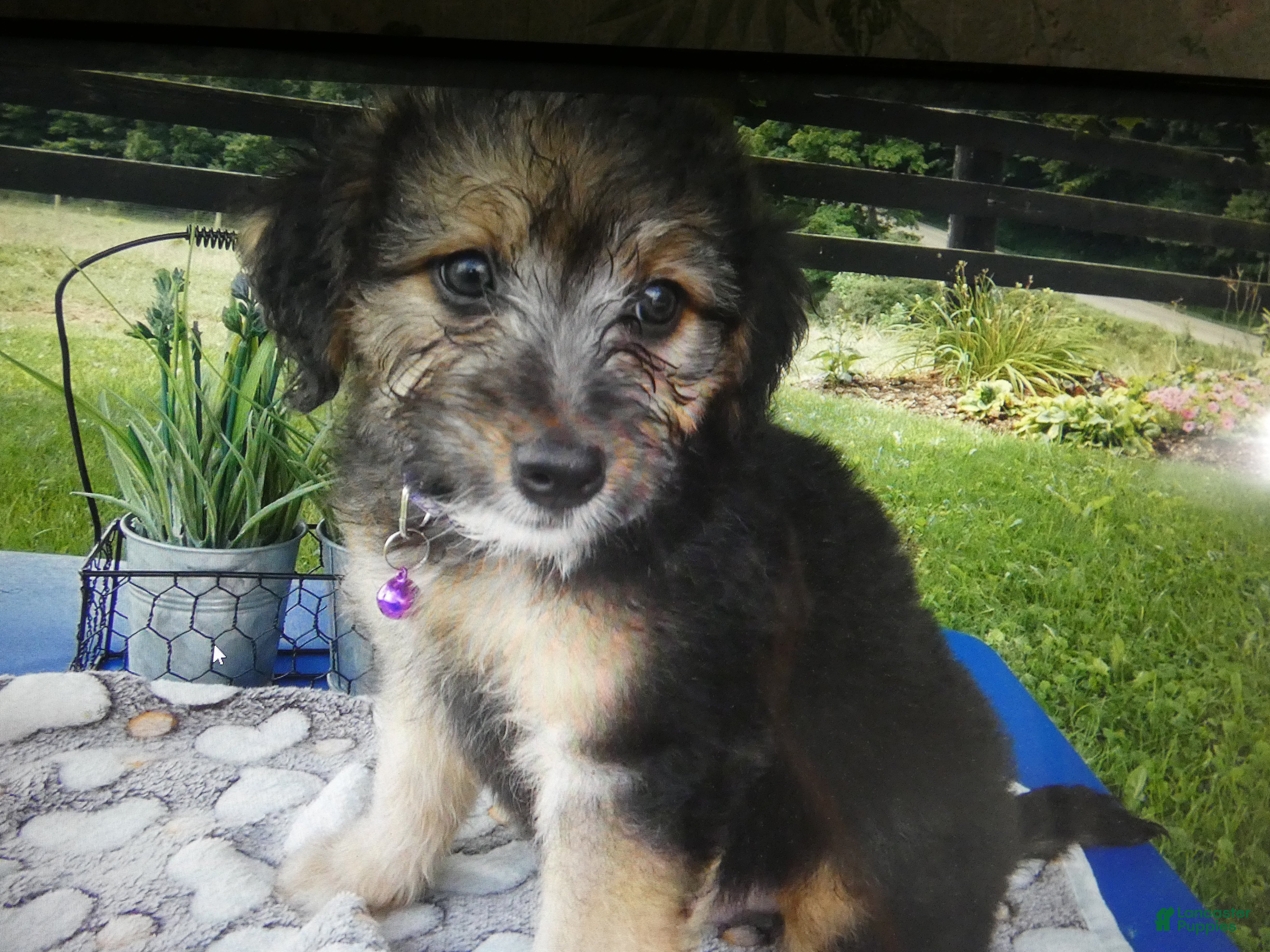 Mini Aussiedoodle dogs Mini Aussiedoodle 4 Drew - Ad 42