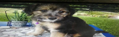 Mini Aussiedoodle 4 Drew
