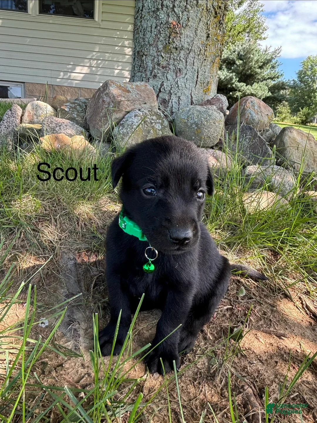 Labrador Retriever dogs for sale: scout - Ad 2
