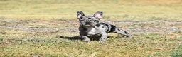 French Bulldog dogs for sale: French Bulldog 6 - Ad 2