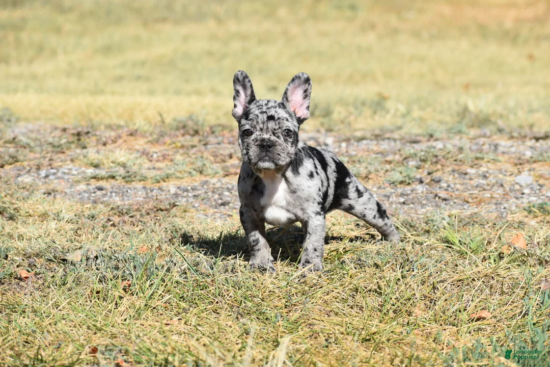 French Bulldog dogs for sale: French Bulldog 6 - Ad 2