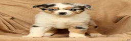 Miniature Australian Shepherd dogs for sale: Jenny - Ad 8