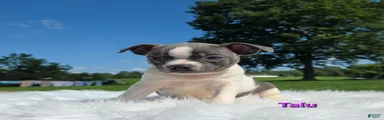 Talu
