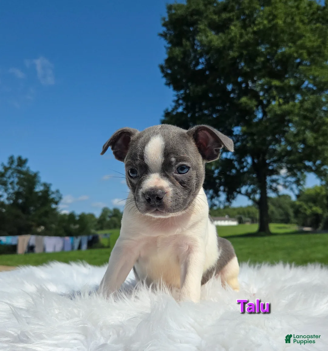 Boston Terrier dogs for sale: Talu - Ad 1