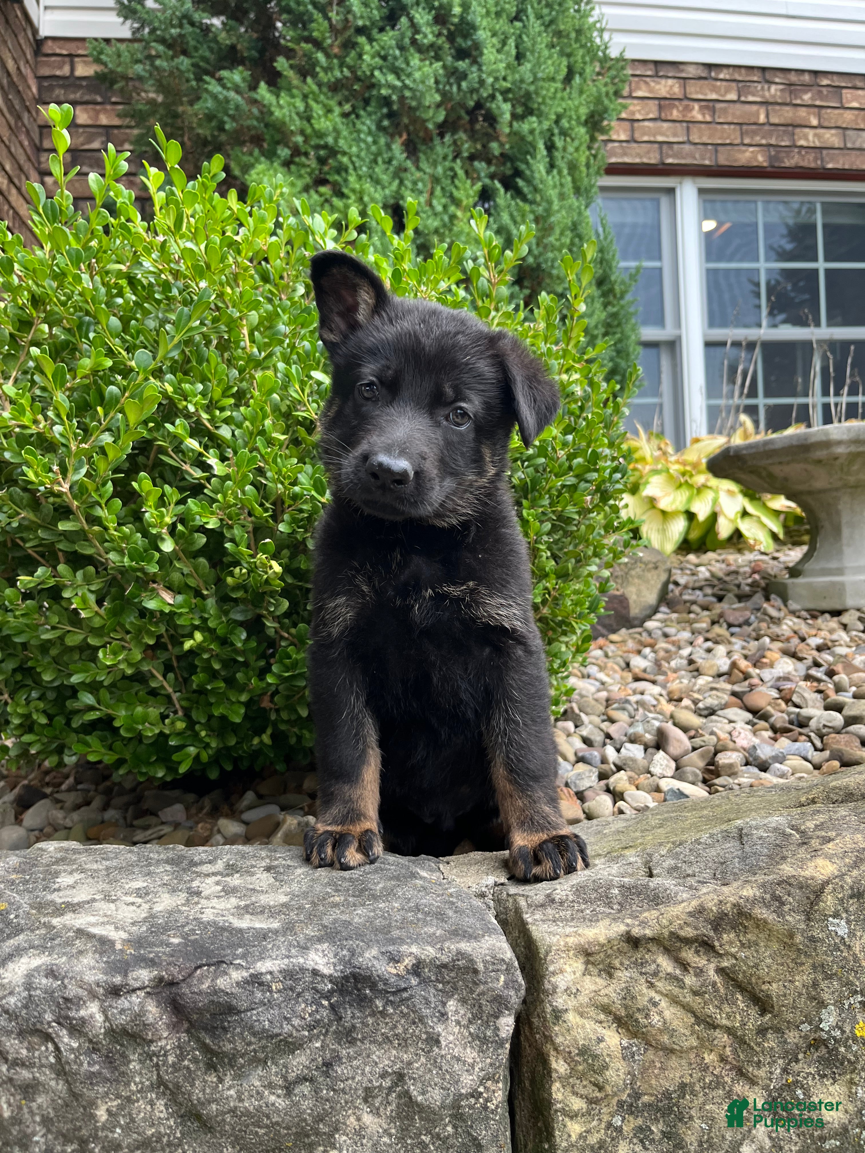 German Shepherd dogs Nyrah - Ad 1