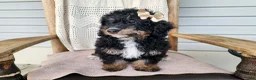 Mini Bernedoodle dogs for sale: Karly - Ad 1