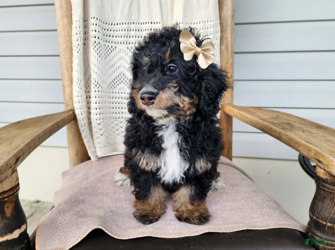 Mini Bernedoodle dogs for sale: Karly - Ad 1