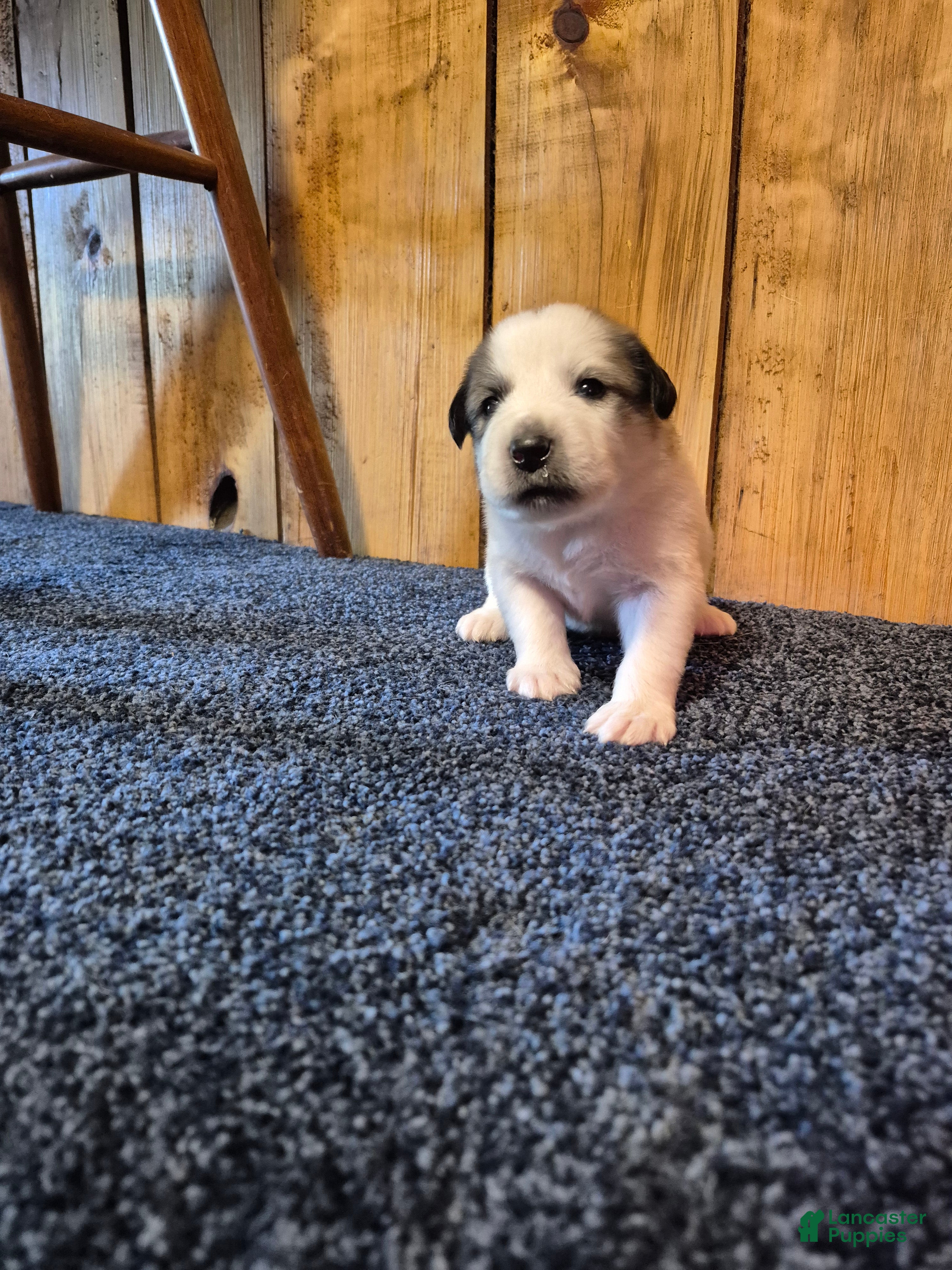 Great Pyrenees dogs Great Pyrenees Puppy 2 - Ad 1