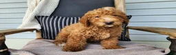 Mini Bernedoodle dogs for sale: Dallas - Ad 13