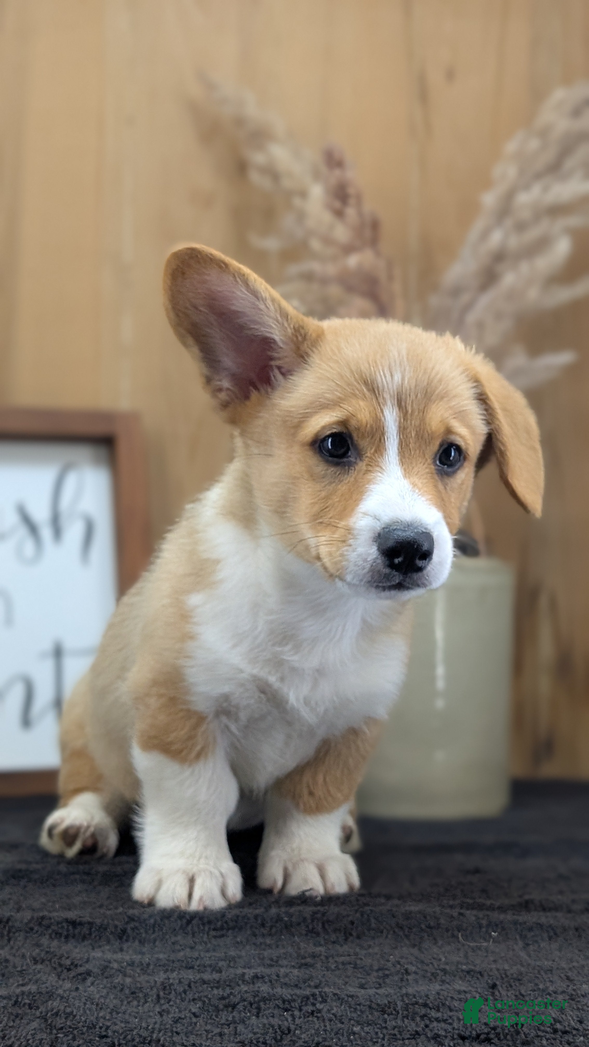 Welsh Corgi Pembroke dogs Namor  - Ad 2