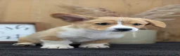Welsh Corgi Pembroke dogs for sale: Namor  - Ad 2