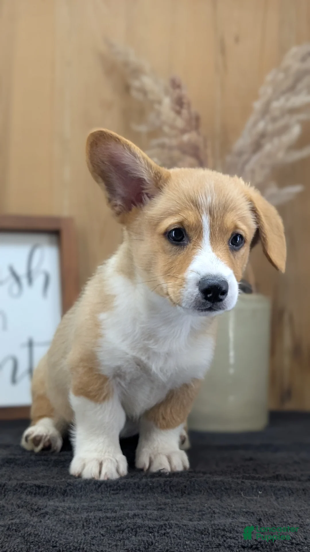 Welsh Corgi Pembroke dogs for sale: Namor  - Ad 2