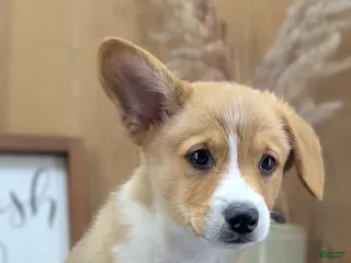 Welsh Corgi Pembroke dogs Namor - Ad 2