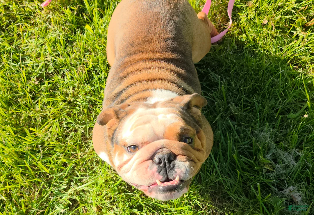 English Bulldog dogs for sale: Ambition  - Ad 3