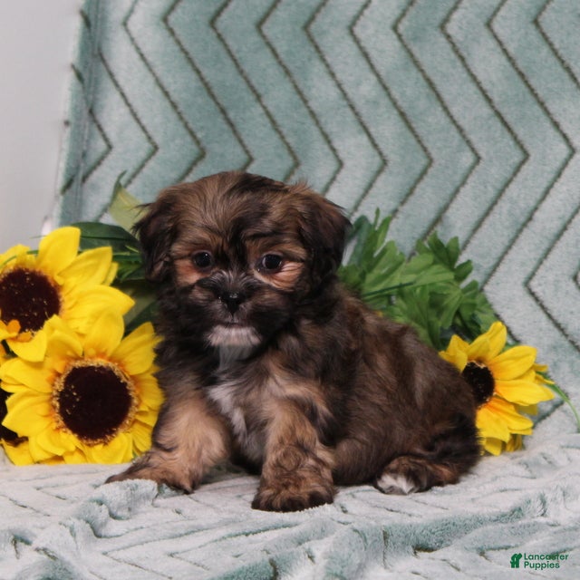 Teddy Bear dogs BJs Fritz - Ad 2