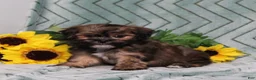 Teddy Bear dogs for sale: BJs Fritz - Ad 2