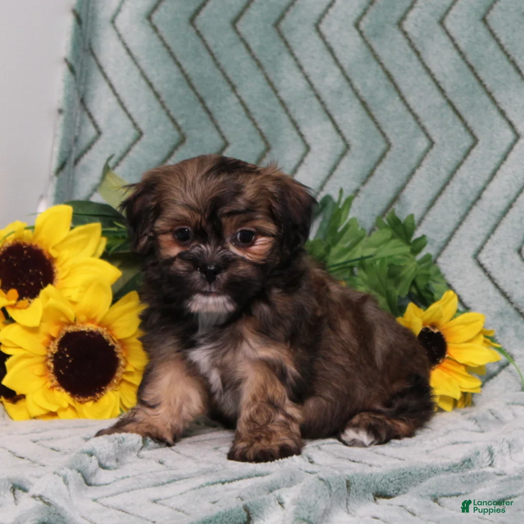 Teddy Bear dogs for sale: BJs Fritz - Ad 2