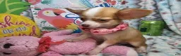 Chihuahua dogs for sale: Sammanta [Long-Haired T-Cup] - Ad 5