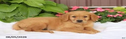 Golden Retriever dogs for sale: Teddy - Ad 4