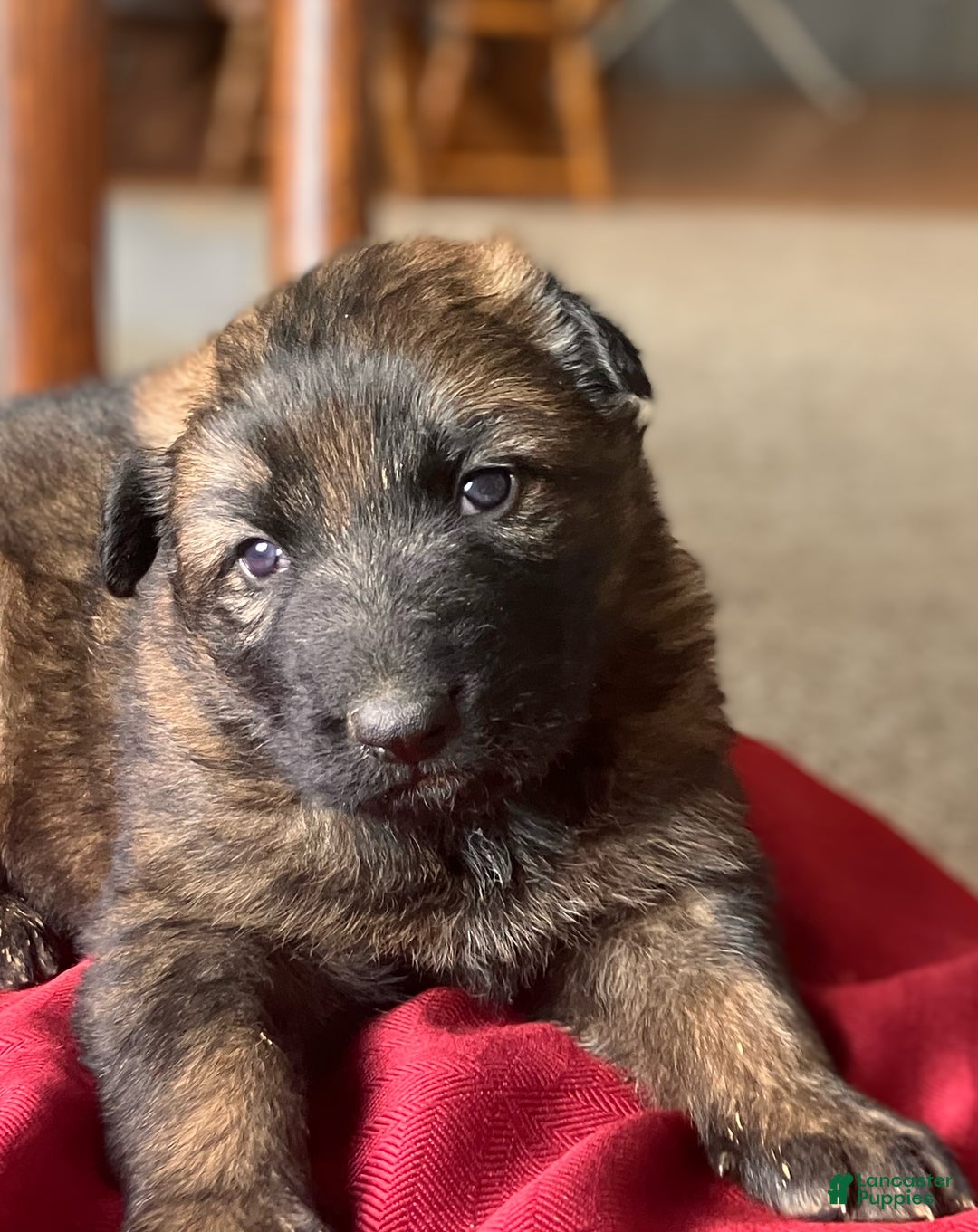 German Shepherd dogs for sale: ♥️KING♥️ - Ad 3