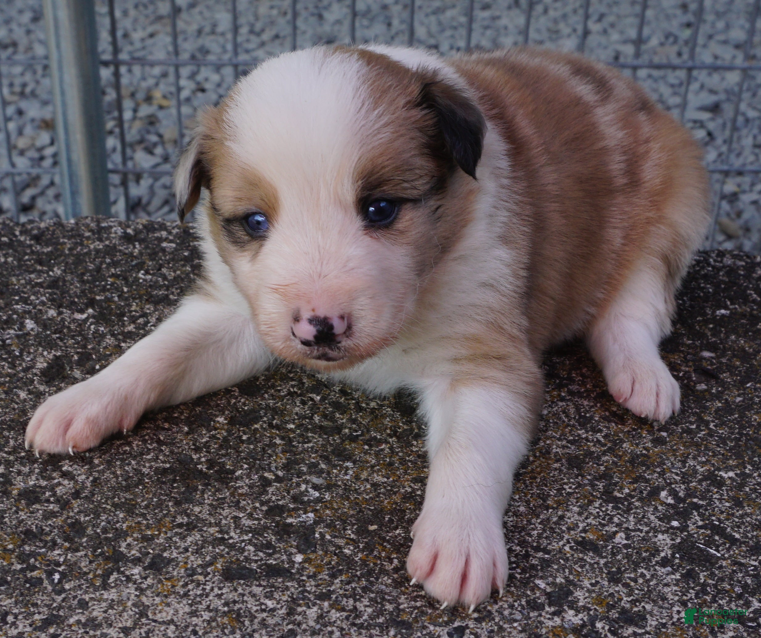 Border Collie dogs BLAKE - Ad 10