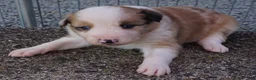 Border Collie dogs for sale: BLAKE - Ad 1