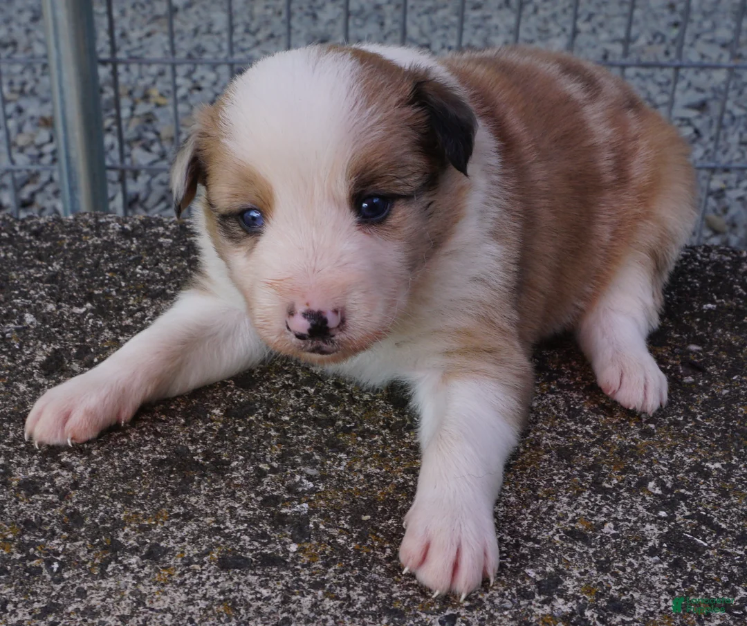 Border Collie dogs for sale: BLAKE - Ad 1