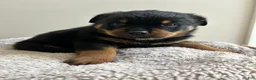 Rottweiler dogs for sale: Oreo - Ad 2