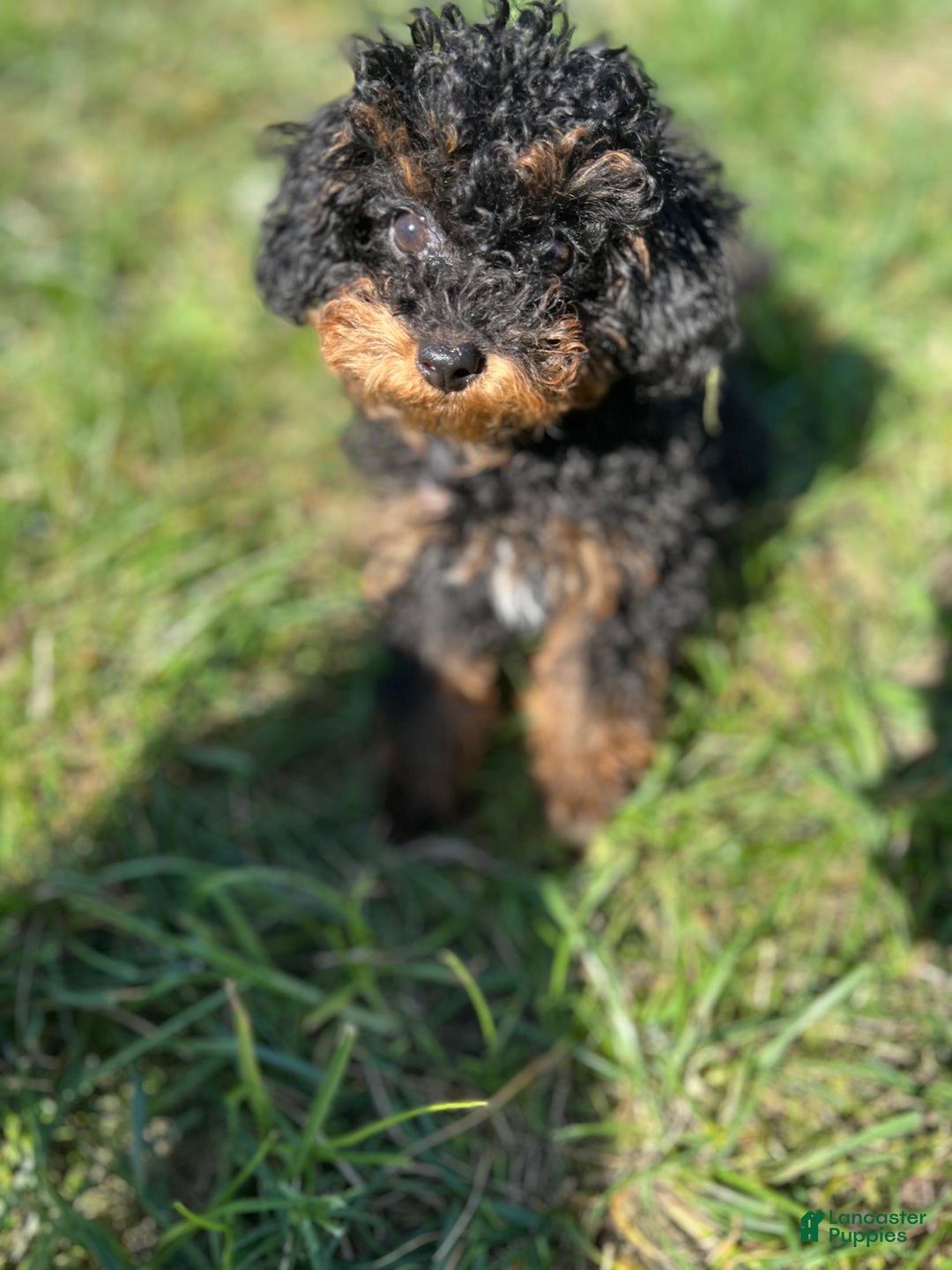 Toy Poodle dogs for sale: Toy Poodle Puppy 1 - Ad 1