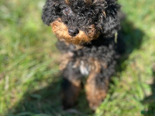 Toy Poodle dogs Toy Poodle Puppy 1 - Ad 31