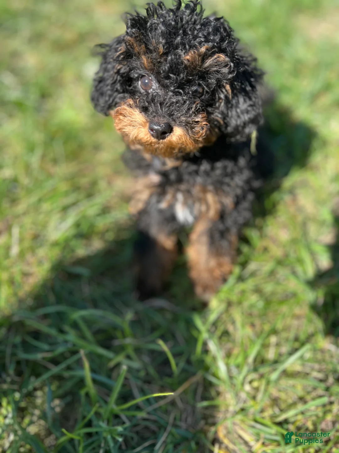 Toy Poodle dogs for sale: Toy Poodle Puppy 1 - Ad 1