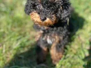 Toy Poodle dogs Toy Poodle Puppy 1 - Ad 35