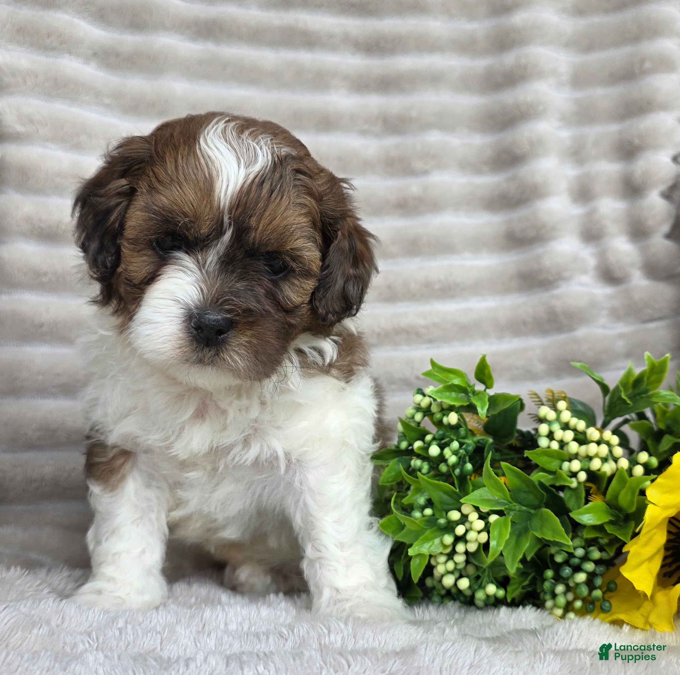 Shihpoo dogs Chief - Ad 1