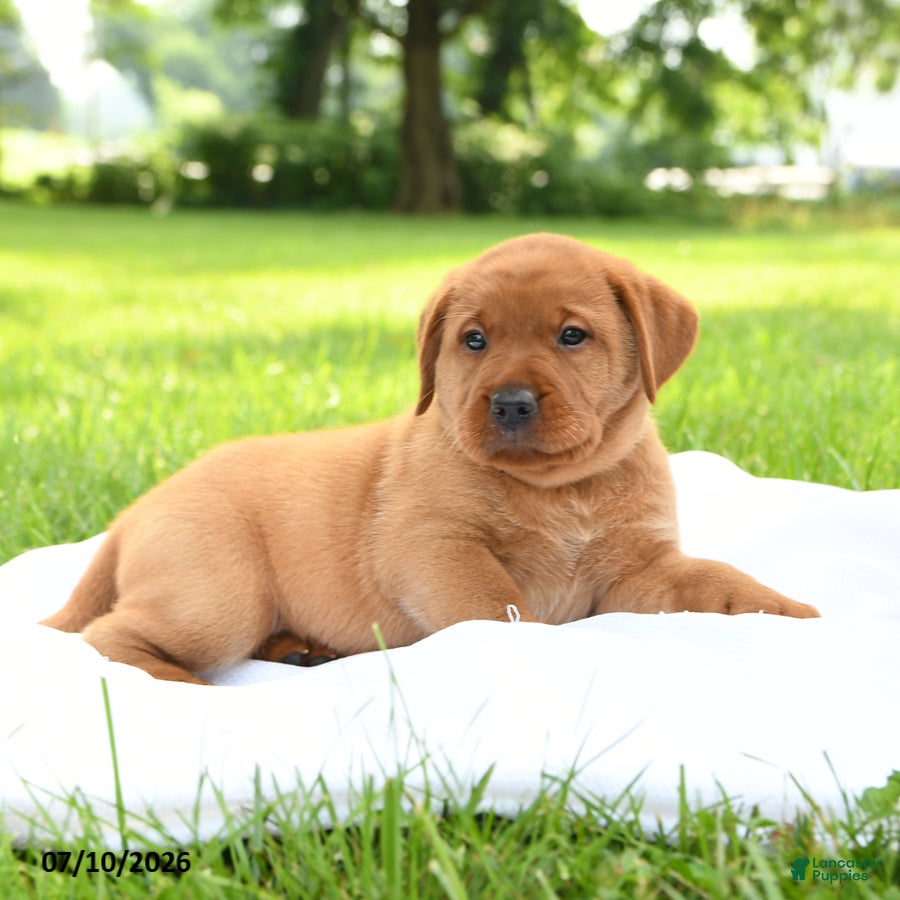Labrador Retriever dogs Cassie   - Ad 2